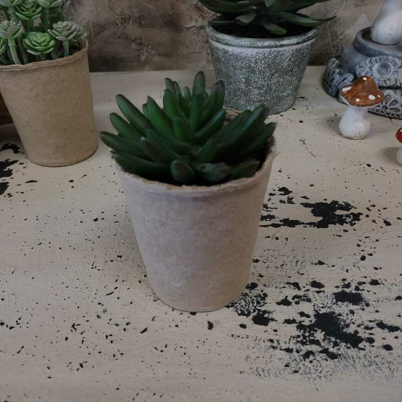 Succulents in Cardboard Container - 1