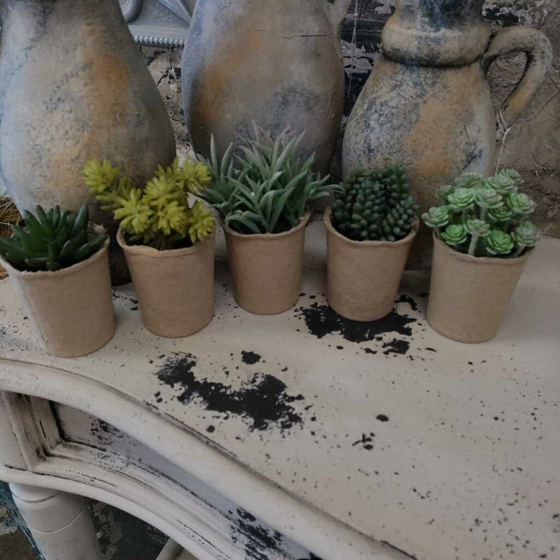 Succulents in Cardboard Container - 1