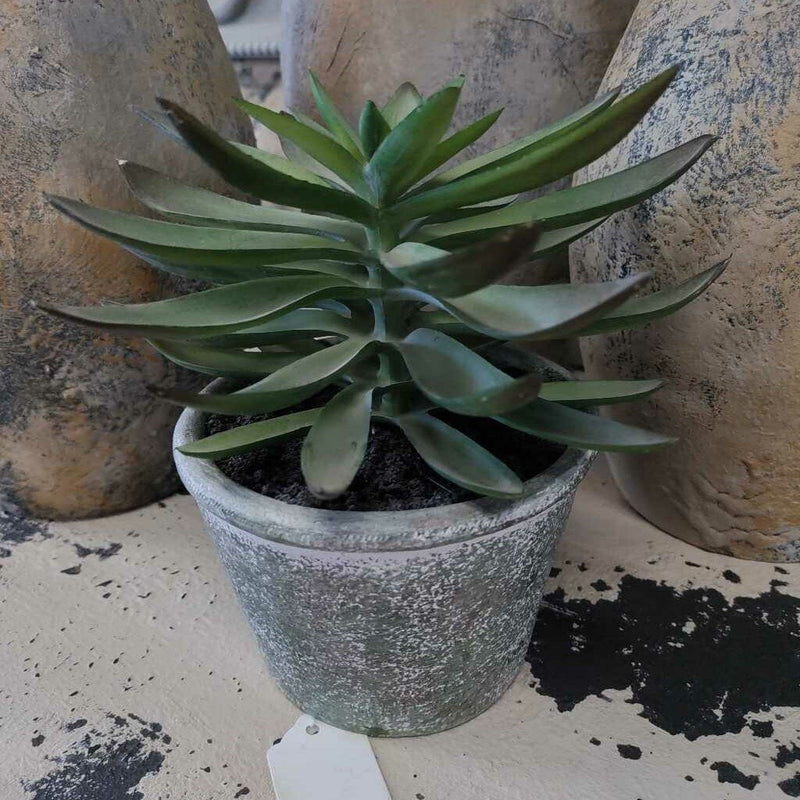 Large Succulent in Green Container