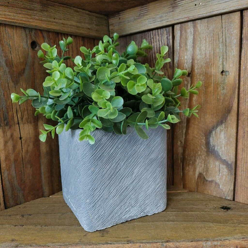 Boxwood Planters