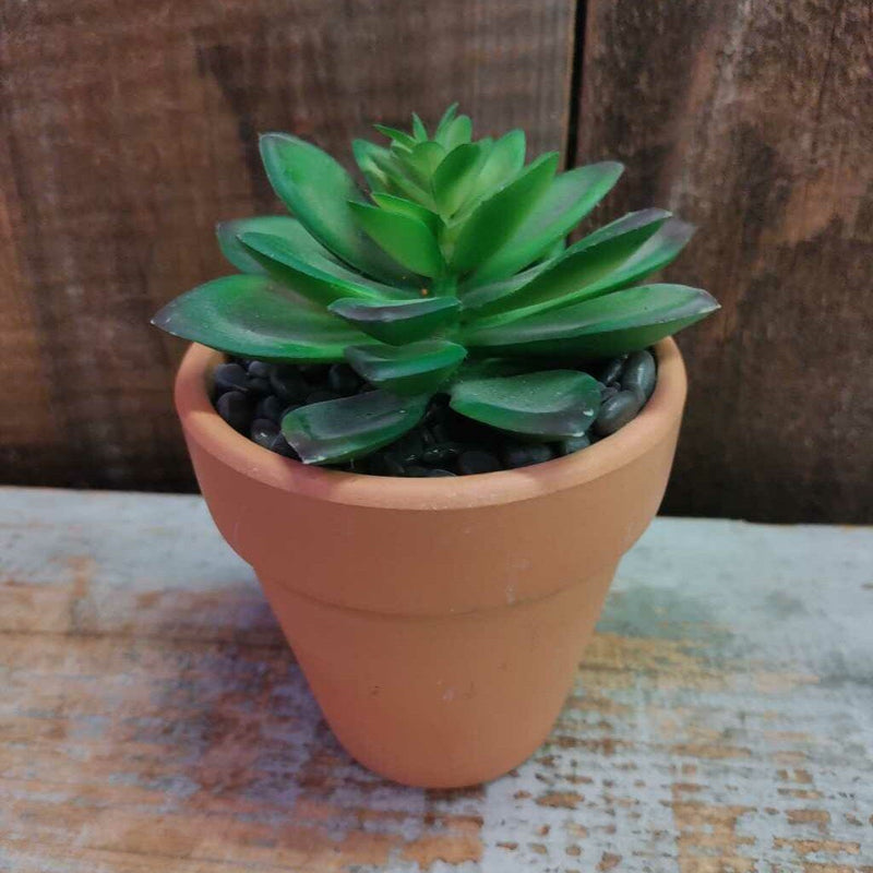 Cactus in Terracotta Pot