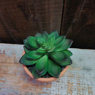 Cactus in Terracotta Pot