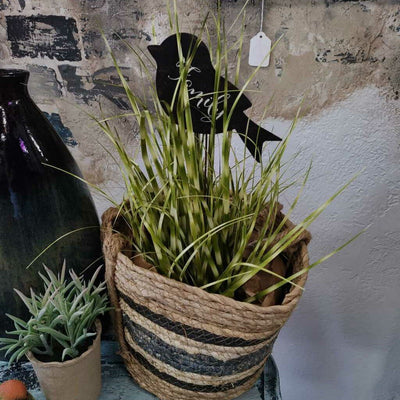 Zebra Grass Small