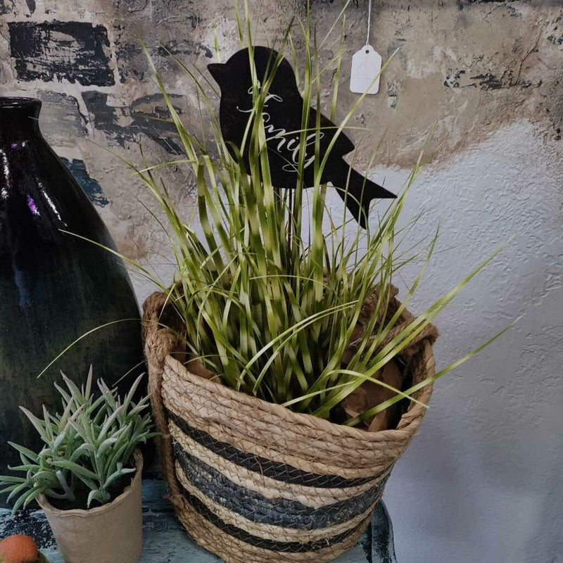 Zebra Grass Small