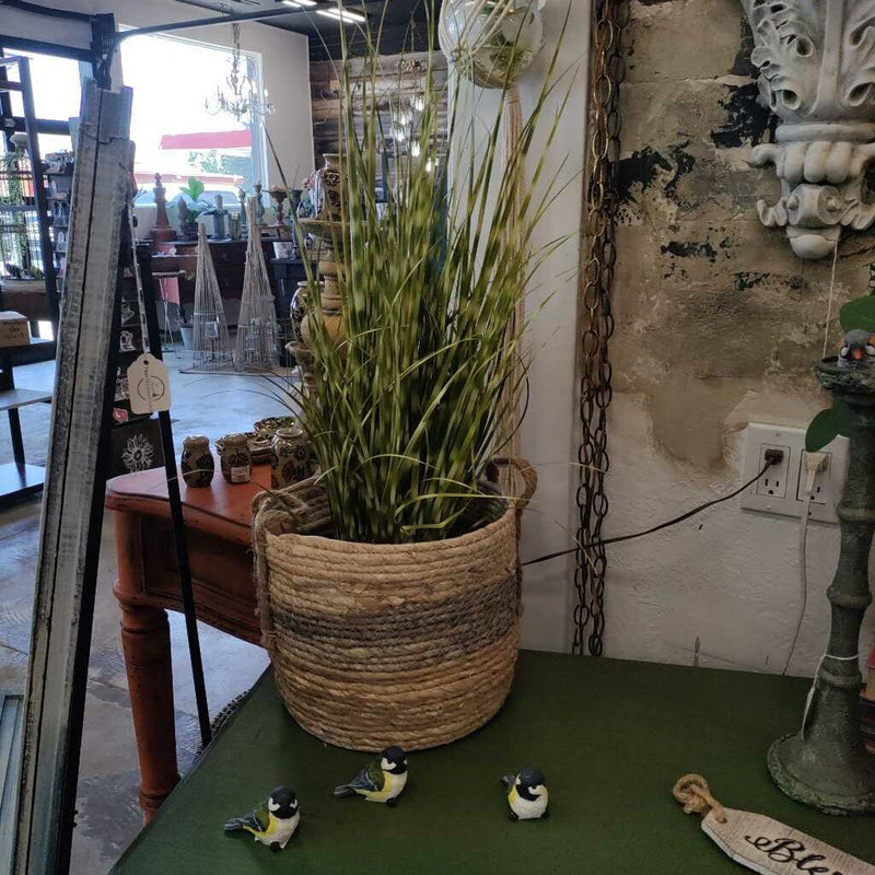 Zebra Grass Large