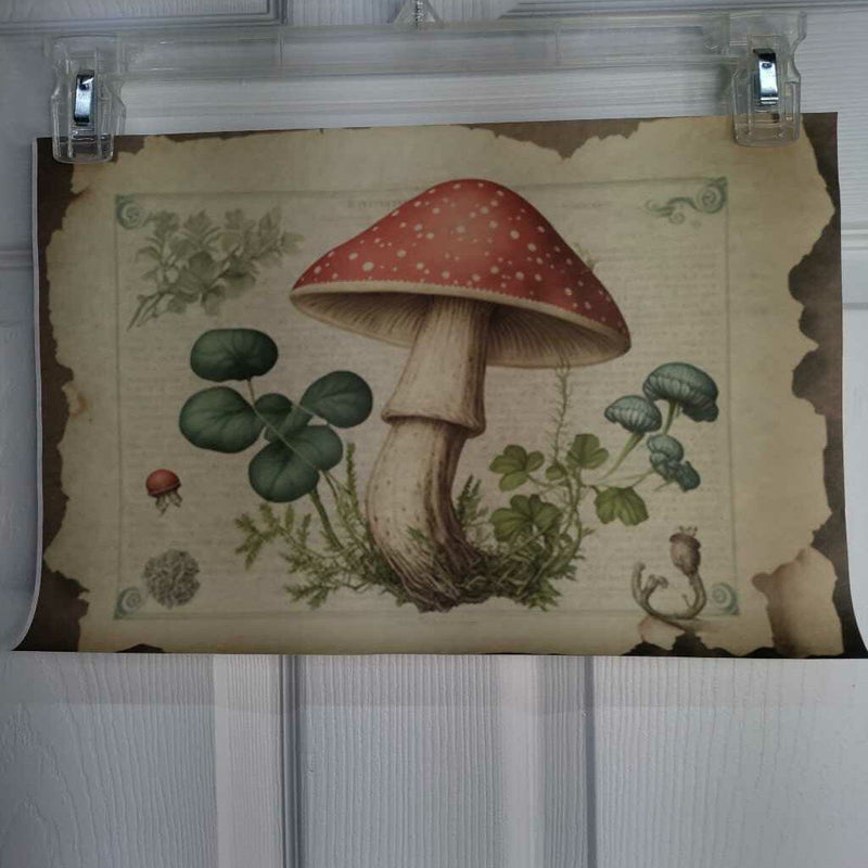 Mushroom/Toadstool