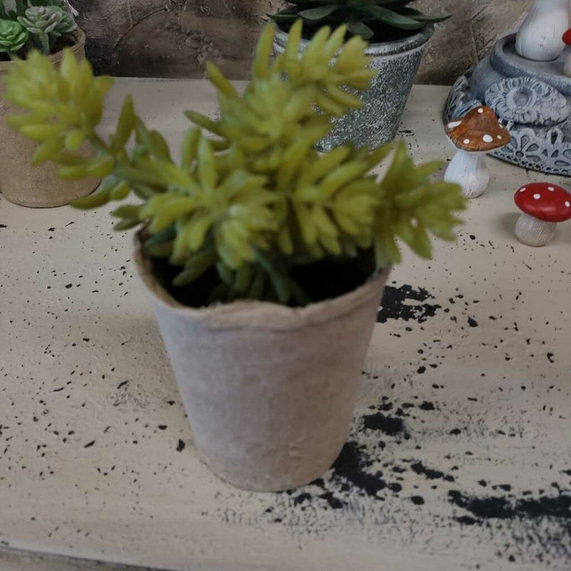 Succulents in Cardboard Container - 2