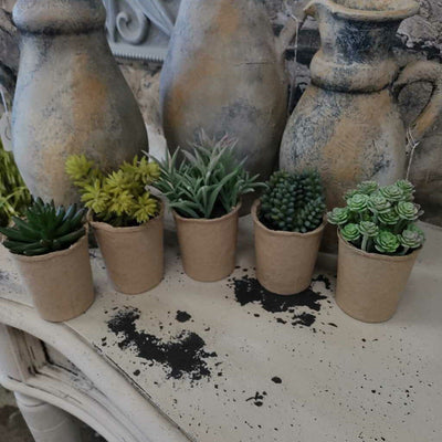 Succulents in Cardboard Container - 2