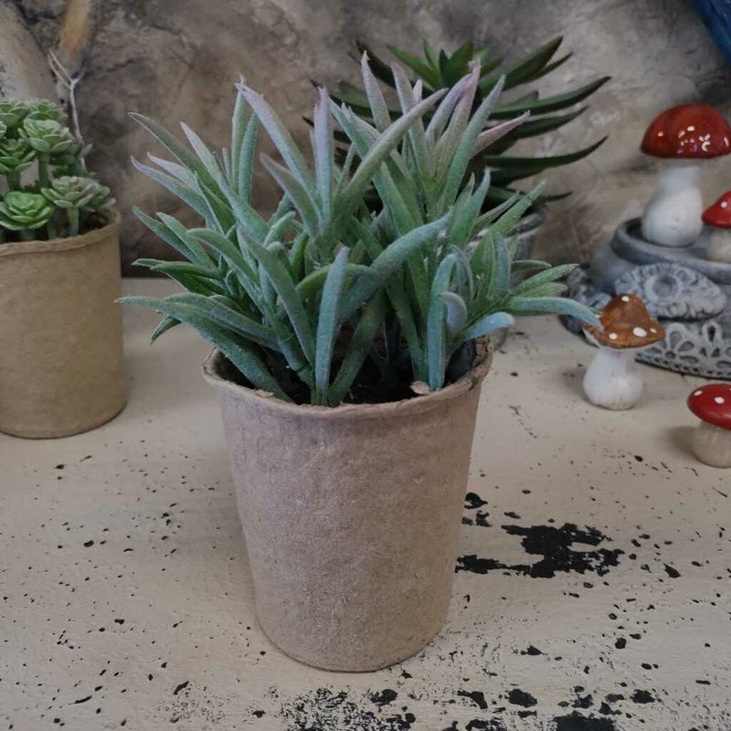 Succulents in Cardboard Container - 3