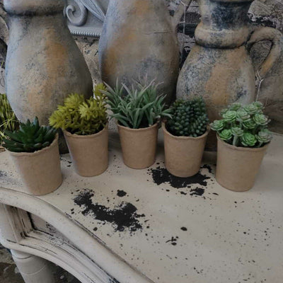 Succulents in Cardboard Container - 3