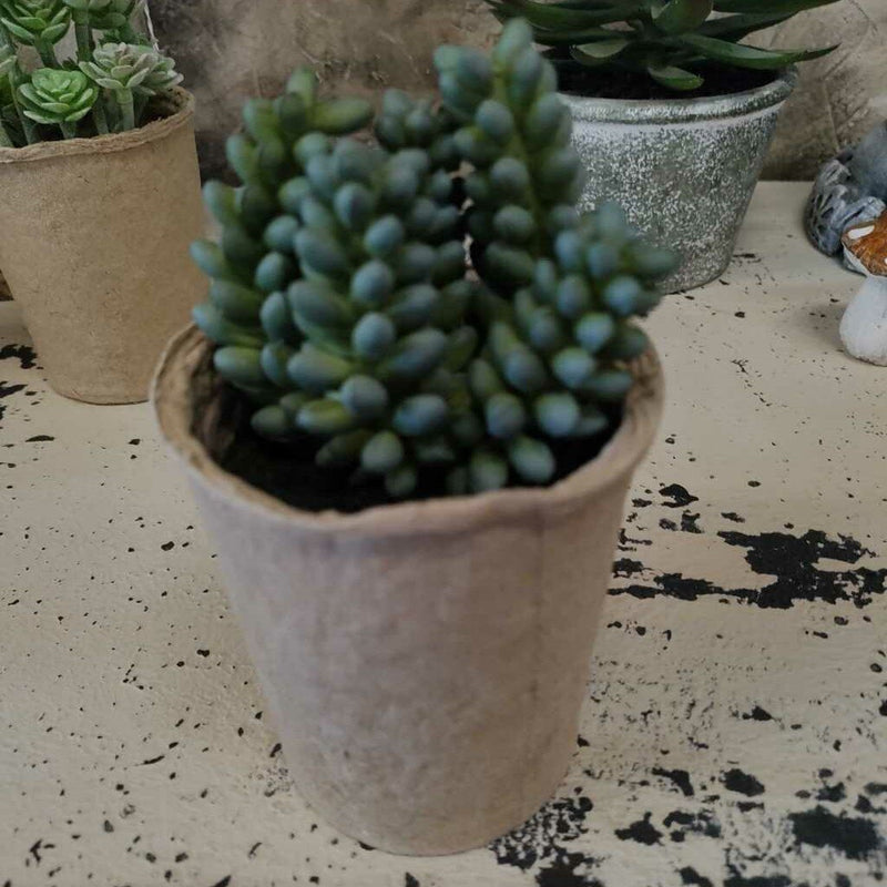 Succulents in Cardboard Container - 4