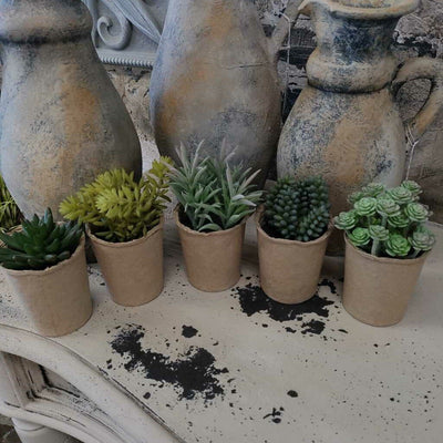 Succulents in Cardboard Container - 4
