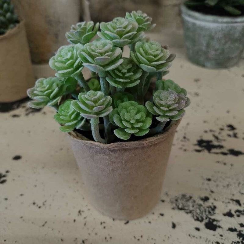 Succulents in Cardboard Container - 5