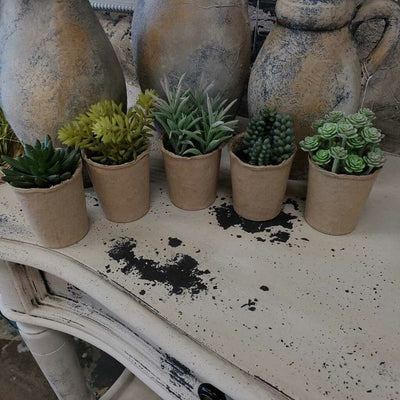 Succulents in Cardboard Container - 5