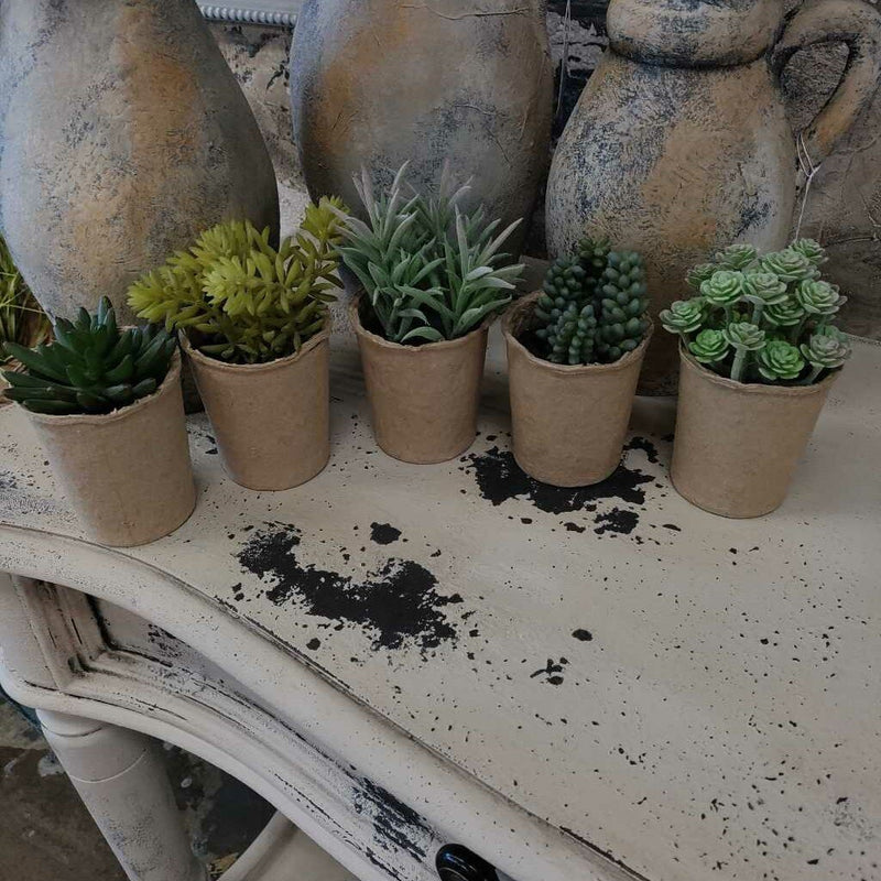Succulents in Cardboard Container - 5