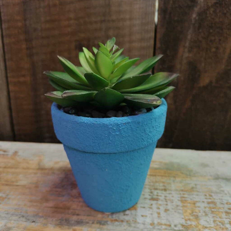 Cactus in Blue Terracotta Pot