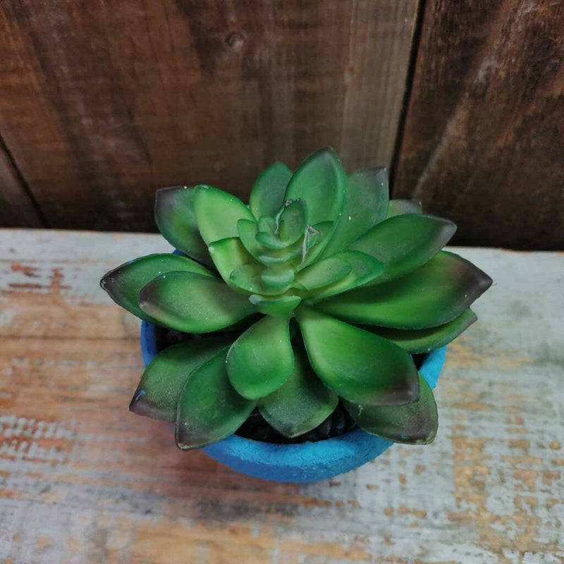 Cactus in Blue Terracotta Pot